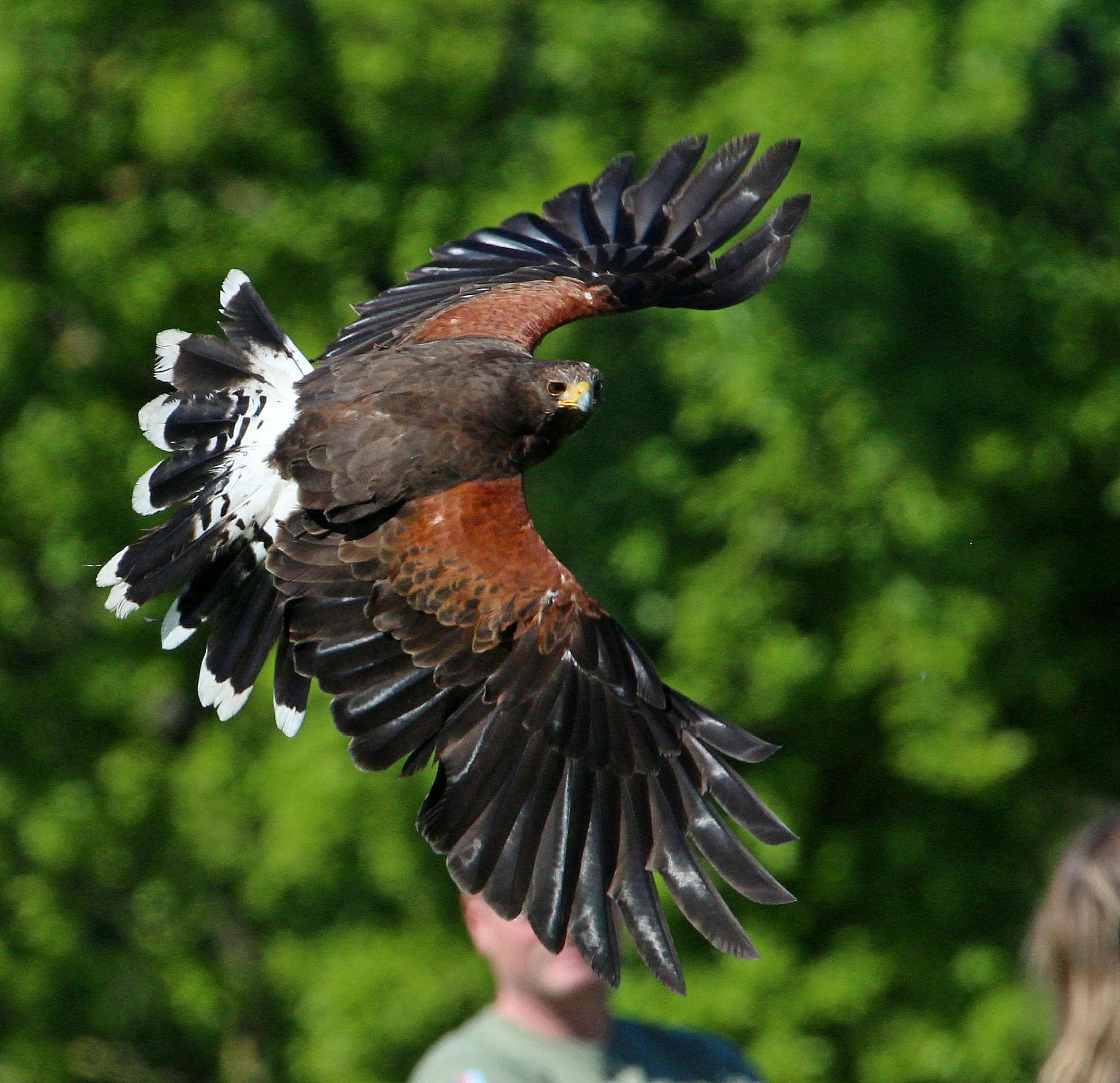 Falconry Displays at Bowood House & Gardens