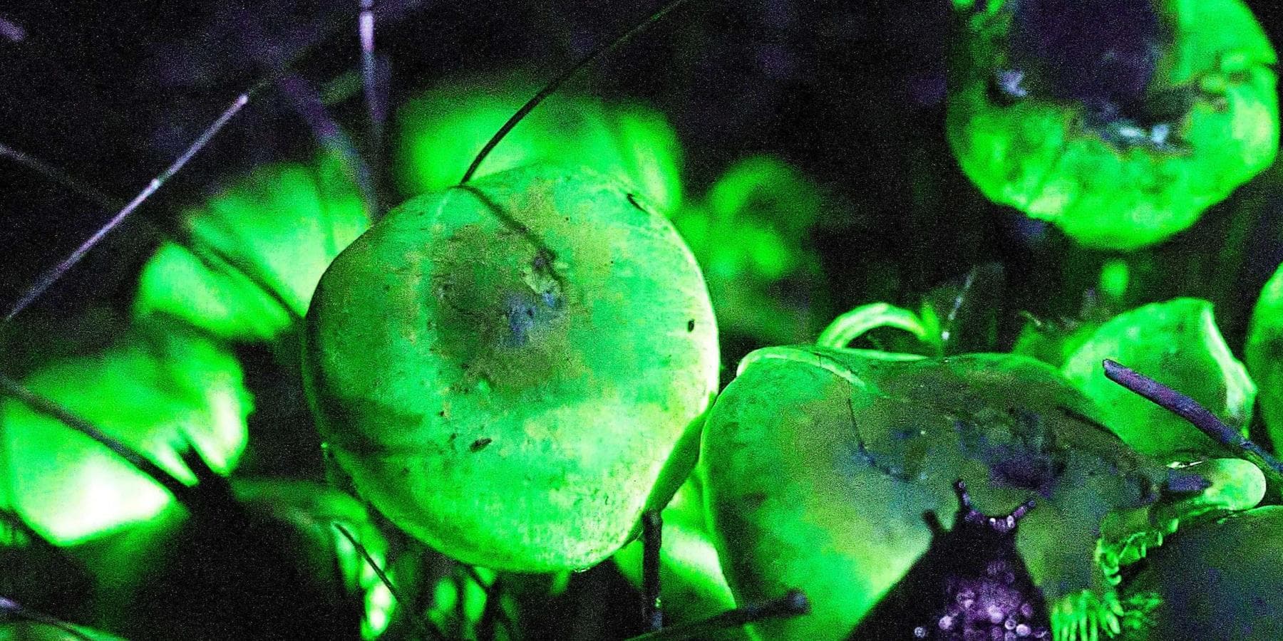 Biofluorescence Experience in Nature