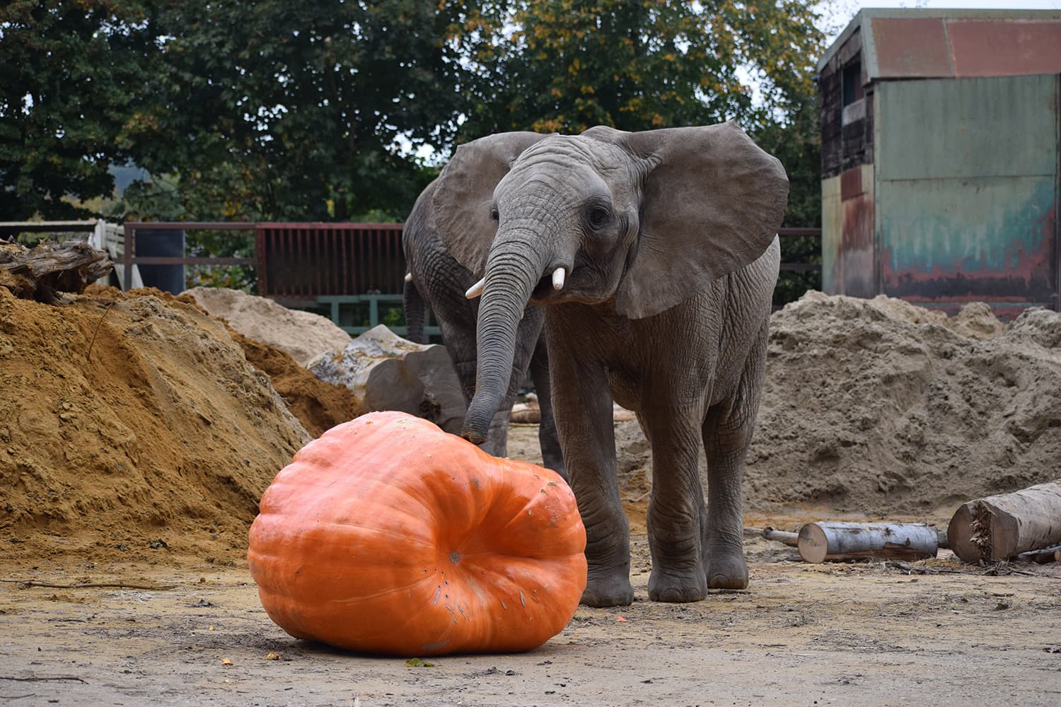 Howloween at Howletts