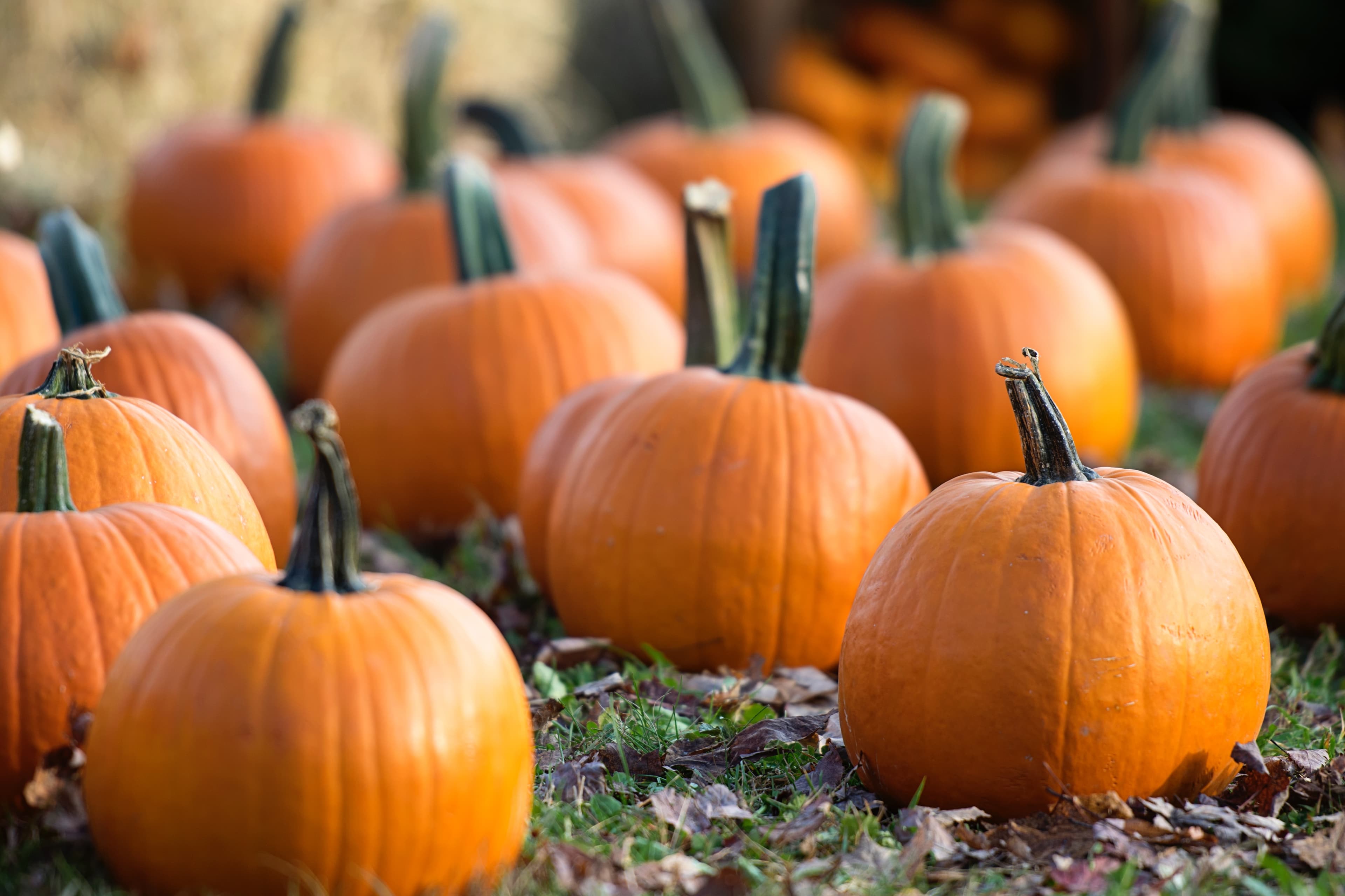 Pumpkin Carving at the Dean Heritage Centre