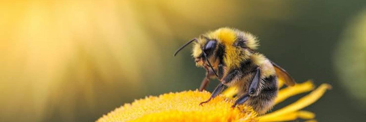 Plants For Pollinators - Bee House Craft Session