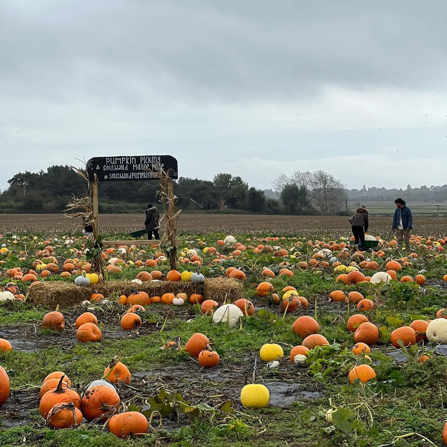 Southwold Pumpkin Patch - Pick Your Own Pumpkins