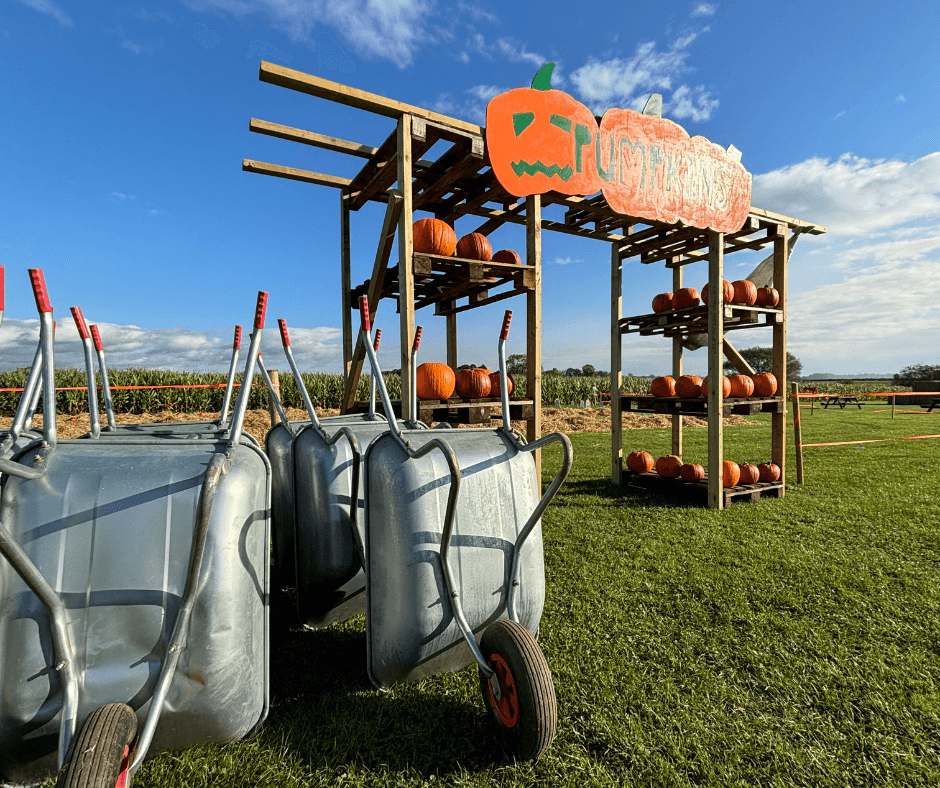 Pumpkin Patch at Thorpe Farm
