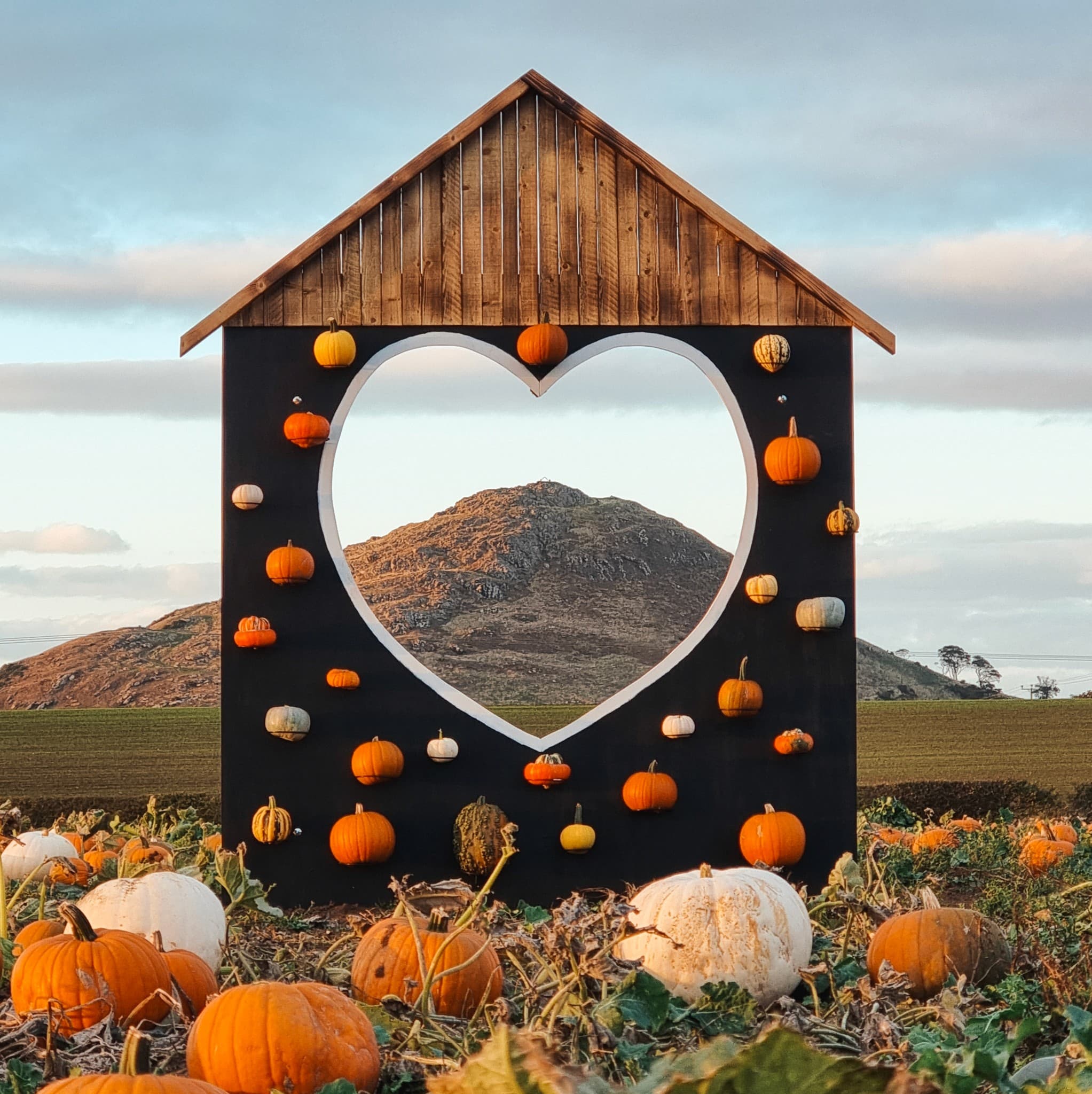 Balgone Pumpkins