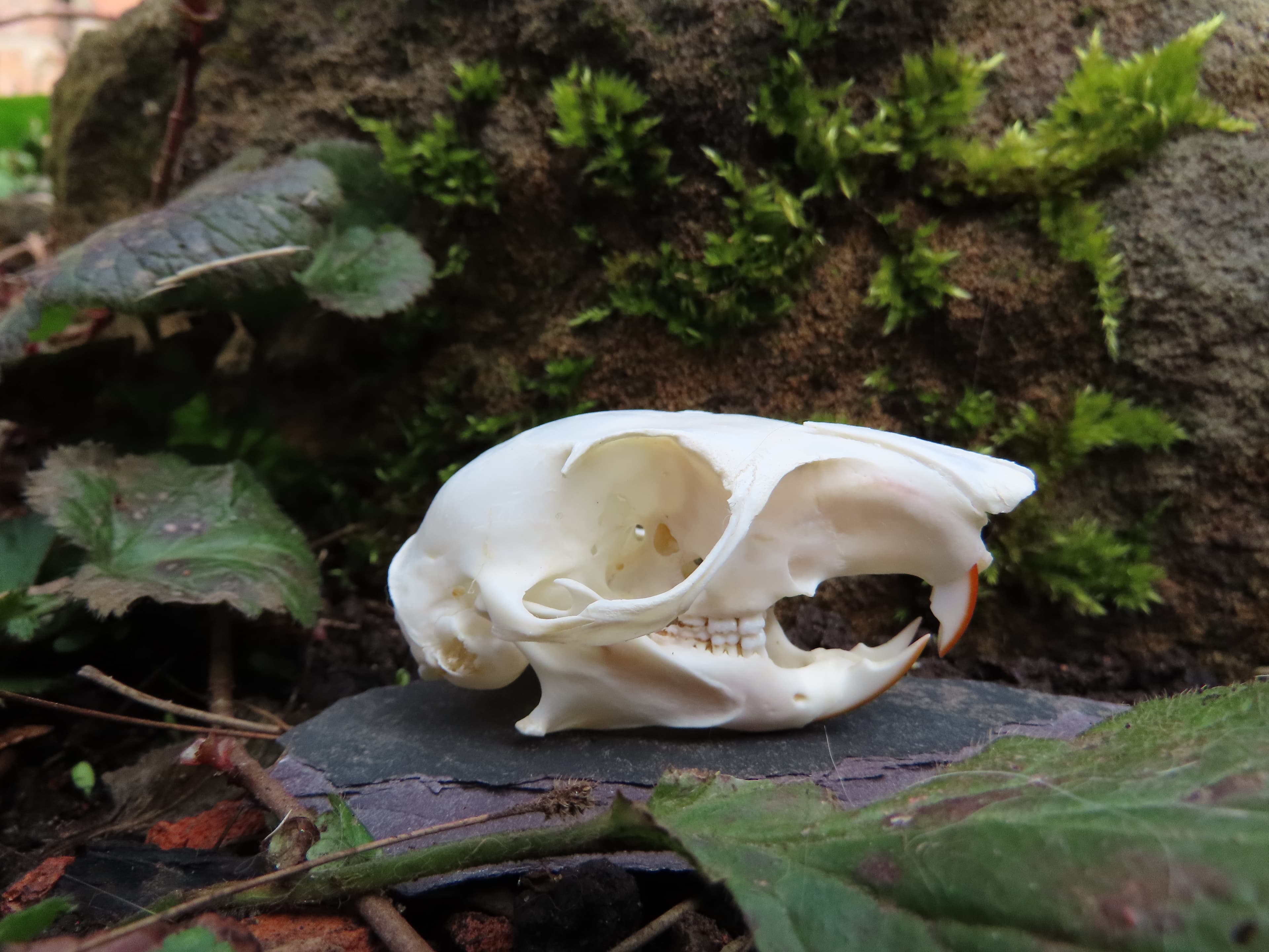 Creepy Creatures and Nasty Nature - Woolley Firs
