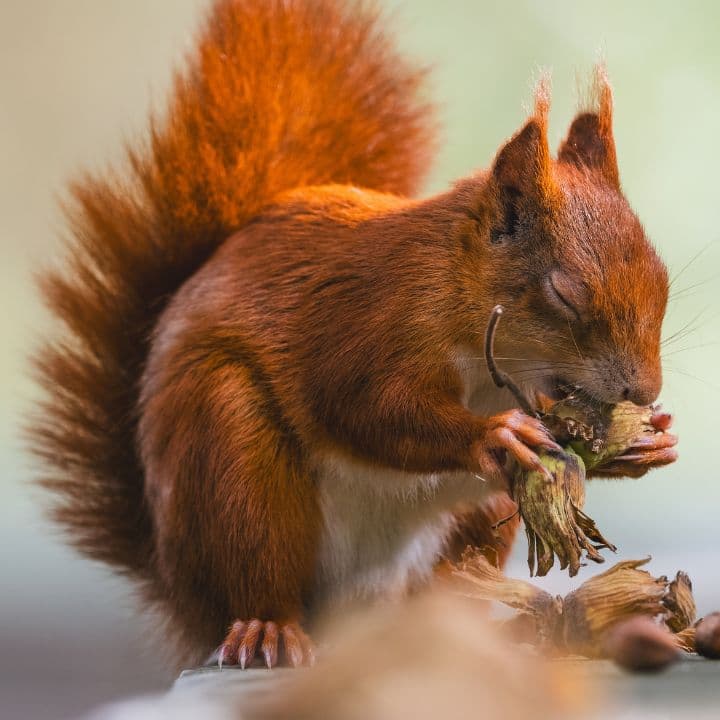 Squirrel Talks