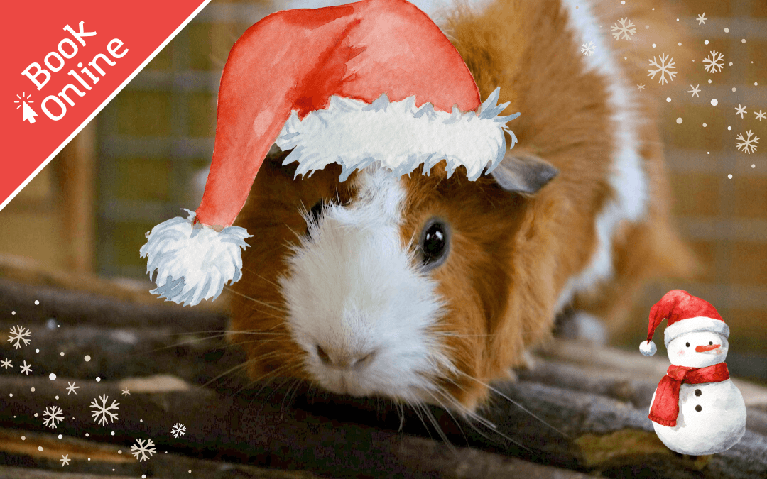 Amazing Animals: Christmas!