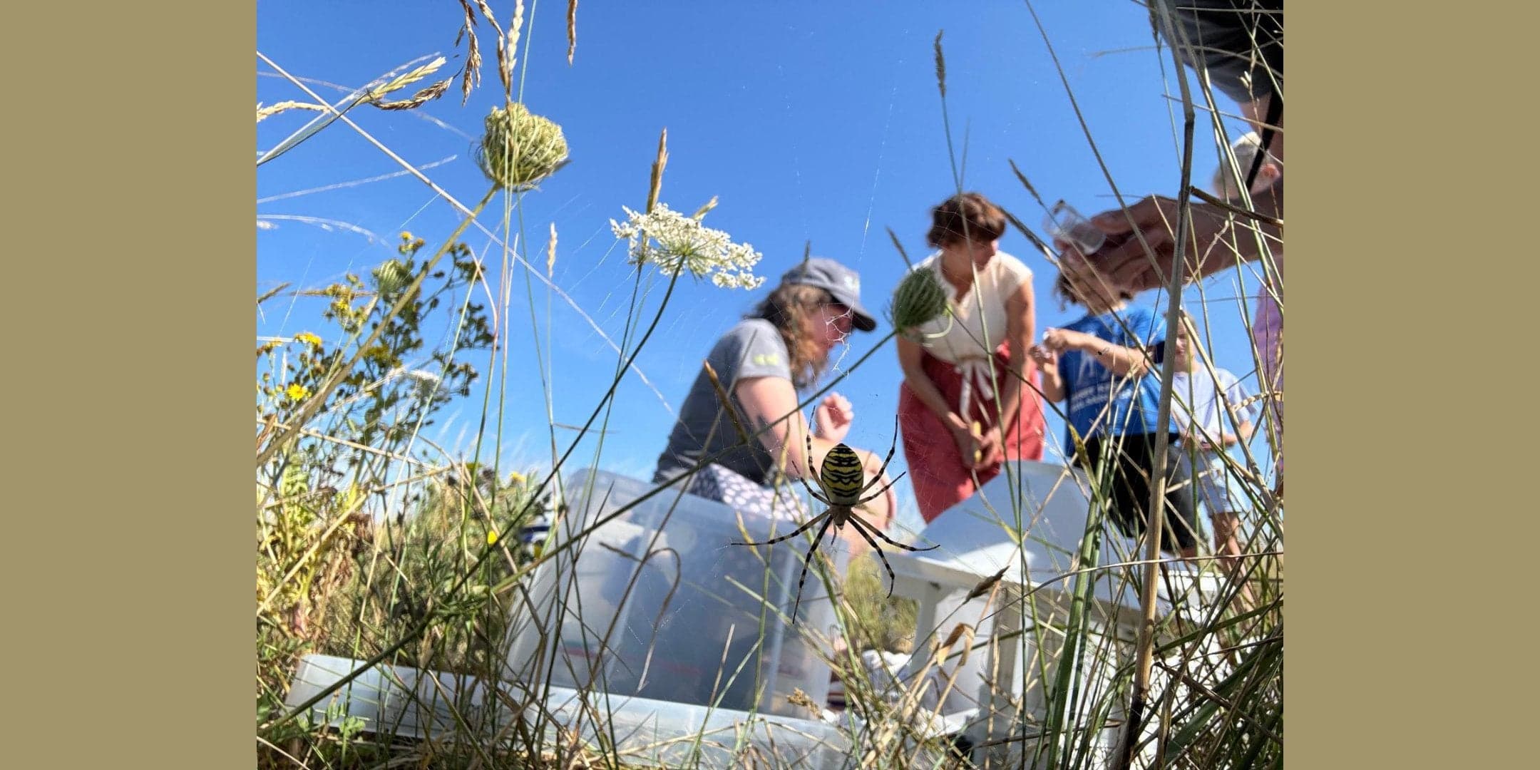 Wildlife Watch: Family Spider Hunt