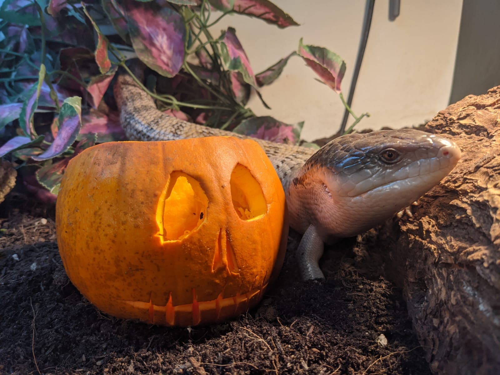 FREE Halloween Trail with Willow the Witch