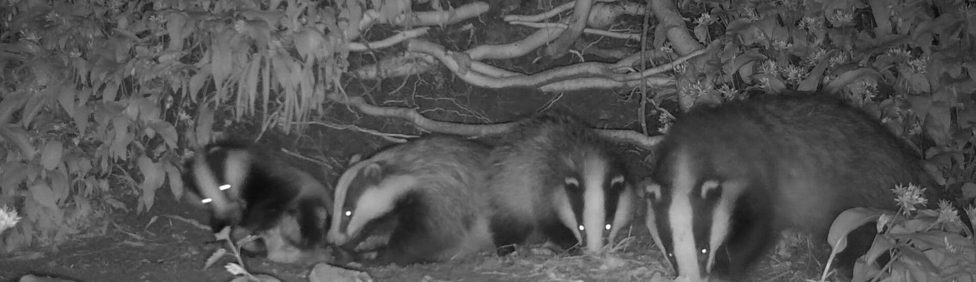 Nature Tots at Crickley Hill - Wake Up! It's night time