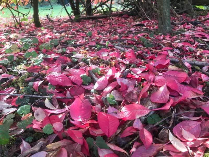 Kids Go Wild: Autumn Adventures