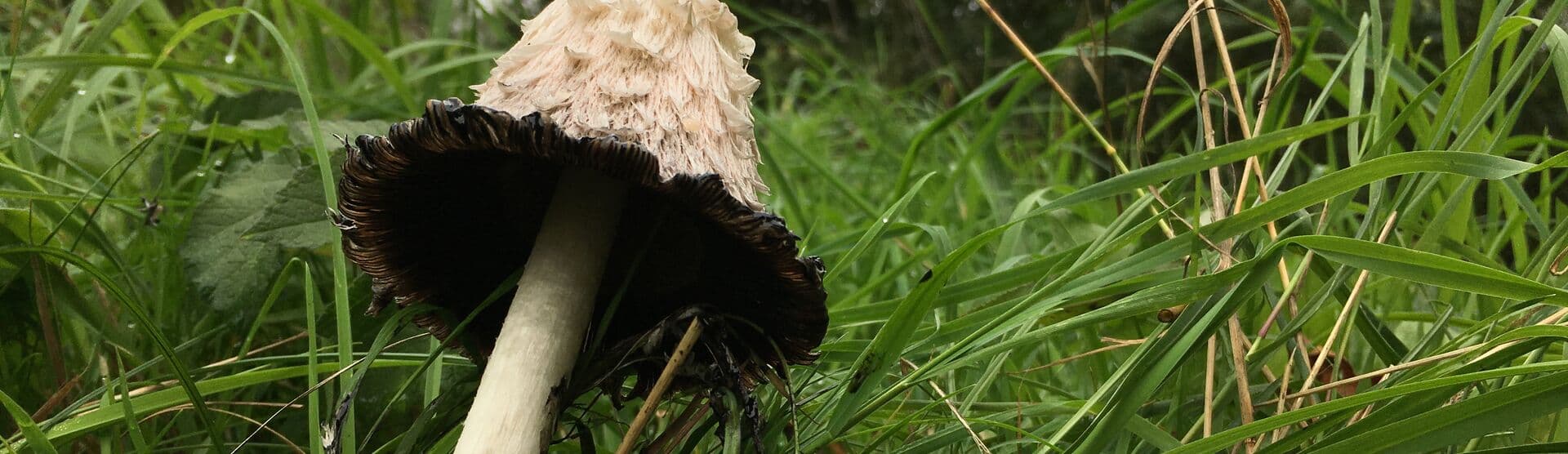 Wildlife Watch - Fantastic fungi (Family event)
