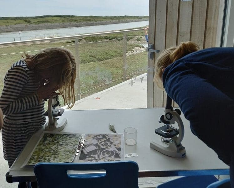 Microscope and Mark-Making Monday