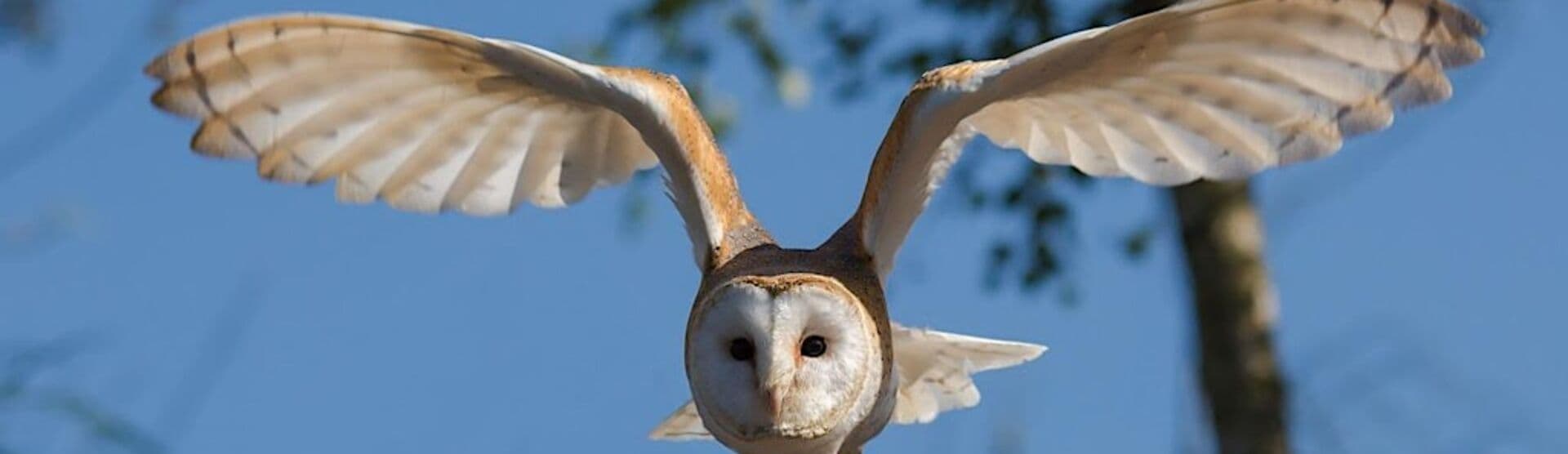 Far Ings Family Fun: Owl Pellet Detectives