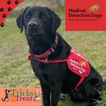 Medical Detection Dogs and their Superpower Noses! at Chesham Library