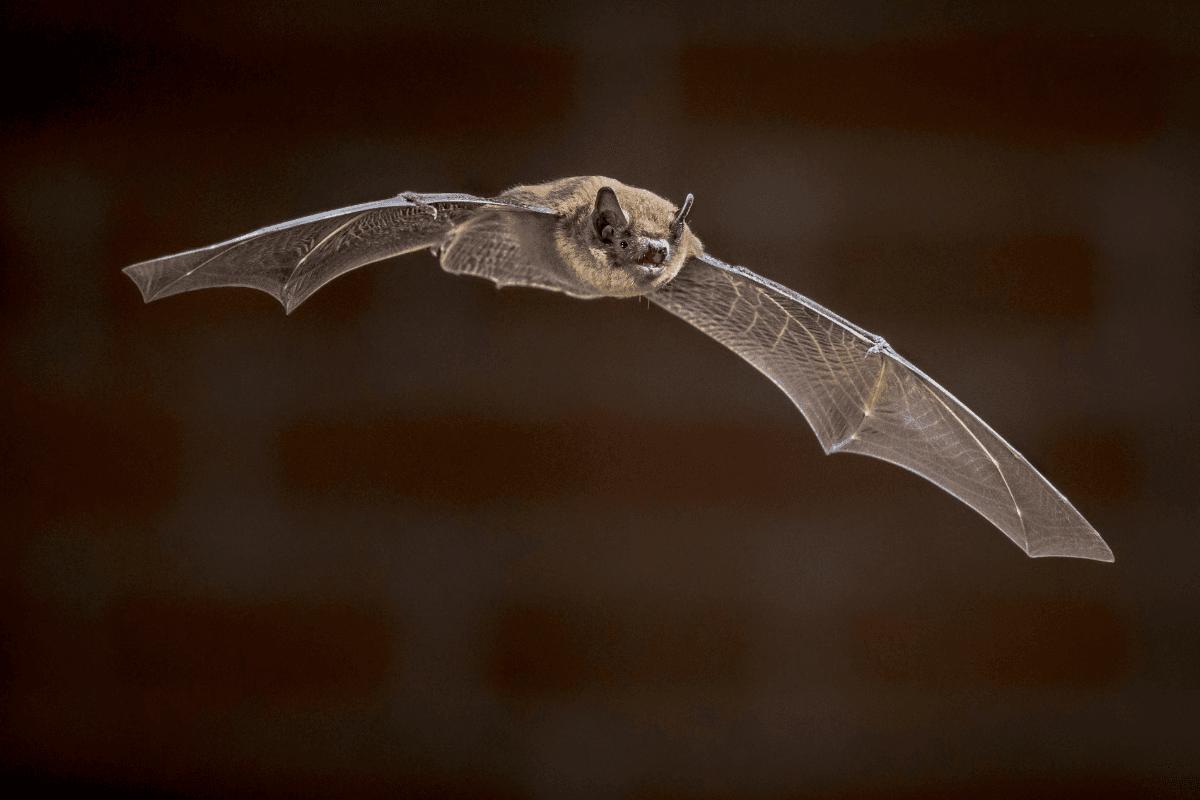 Burnham Beeches Junior Rangers: Bat workshop
