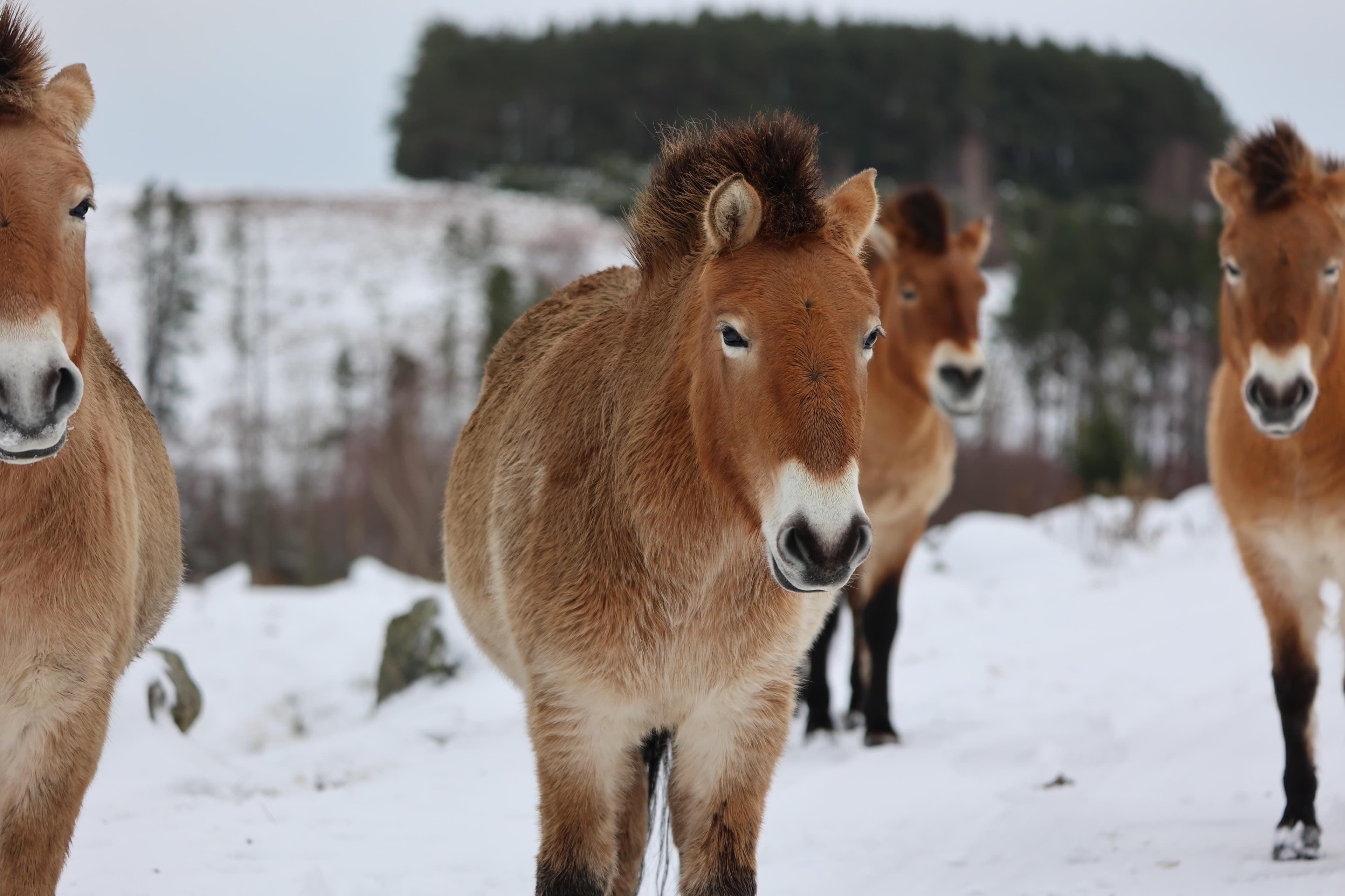 Winter Explorers at Highland Wildlife Park 2026