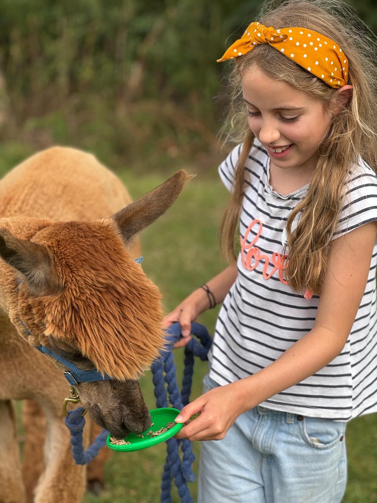October Half Term Alpaca Experience