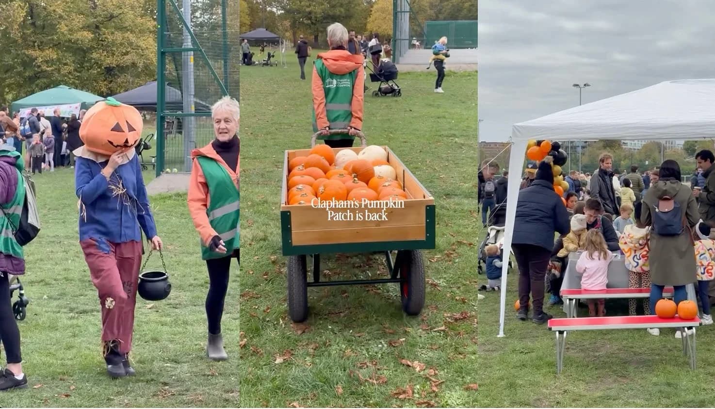 The Pumpkin Patch