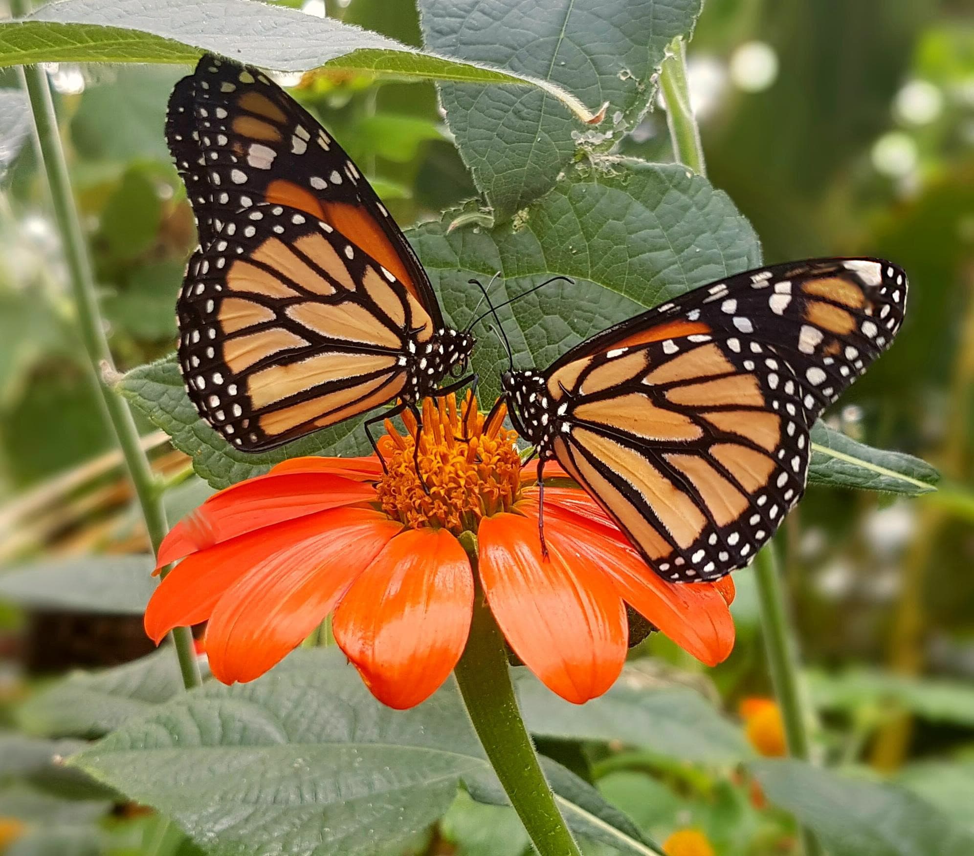 Half Term at Stratford Butterfly Farm: Monarch Migration and Día de Muertos