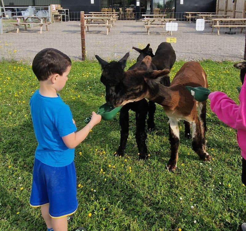 Alpaca Farming & Feeding Experience (for kids)