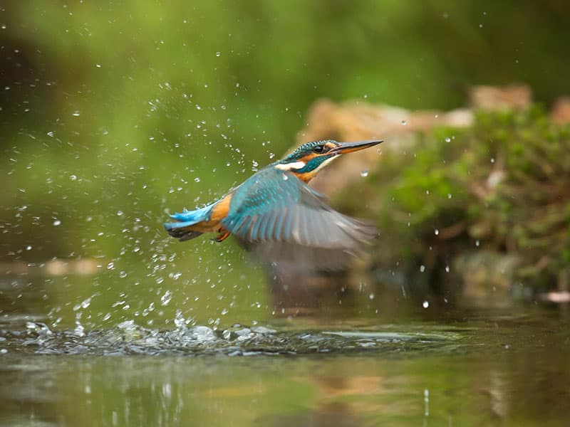 Wonder of Birds Day