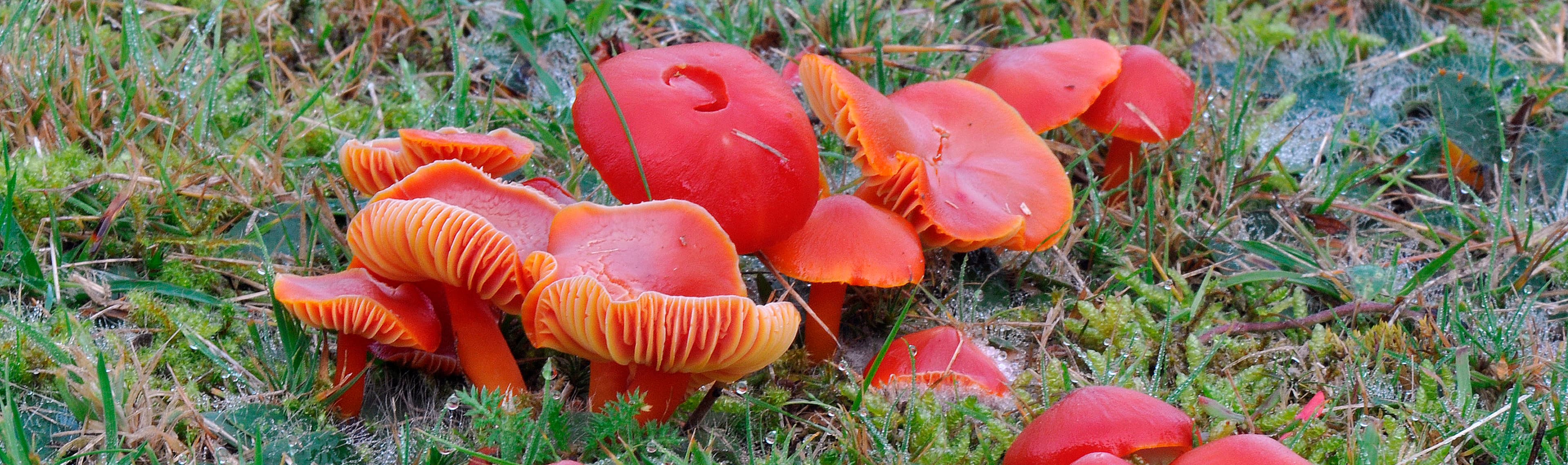 Fungus Foray - Bowdown Woods