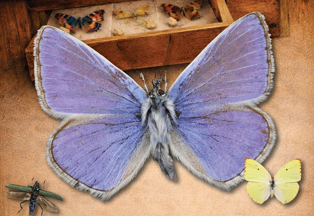Insects Uncovered: Biodiversity in Newton Abbot