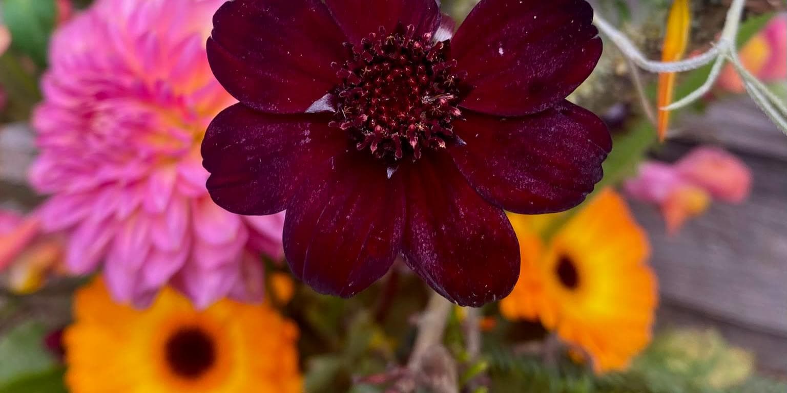 Pumpkins & Petals with Les Fleurs du Nord - Floristry Workshop