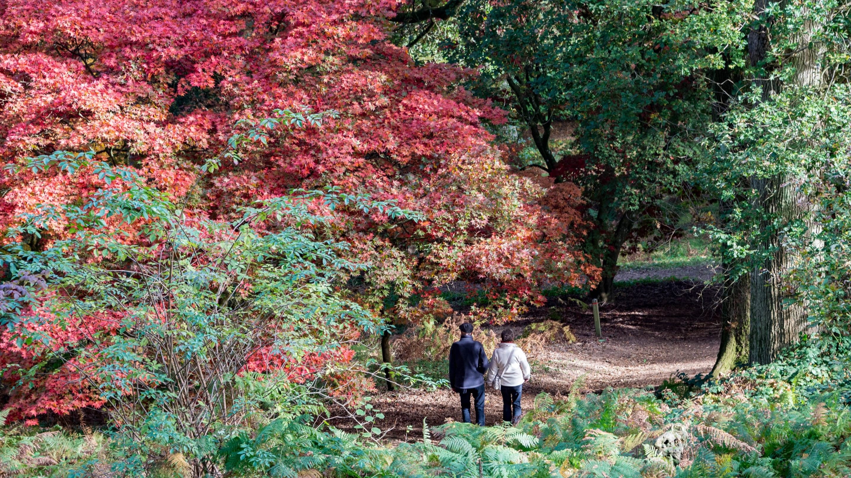 Walking at Winkworth