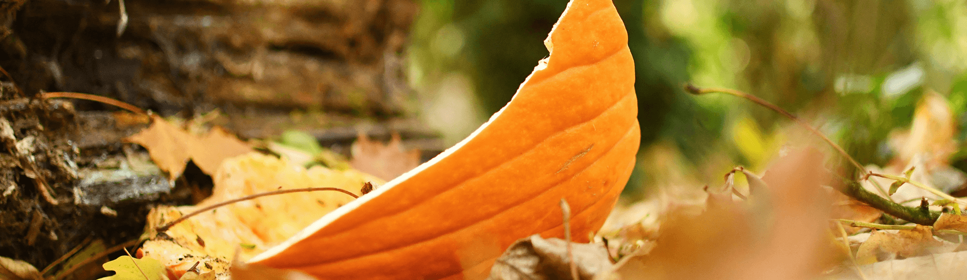 Halloween Family Bushcraft