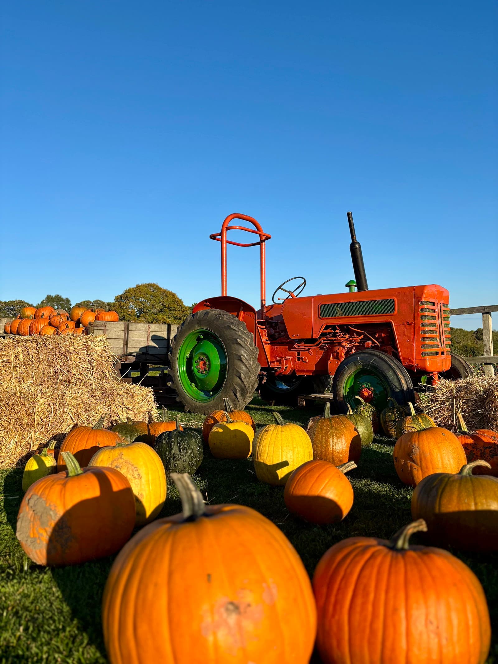 Pick Your Own Pumpkins at Beacon Farm