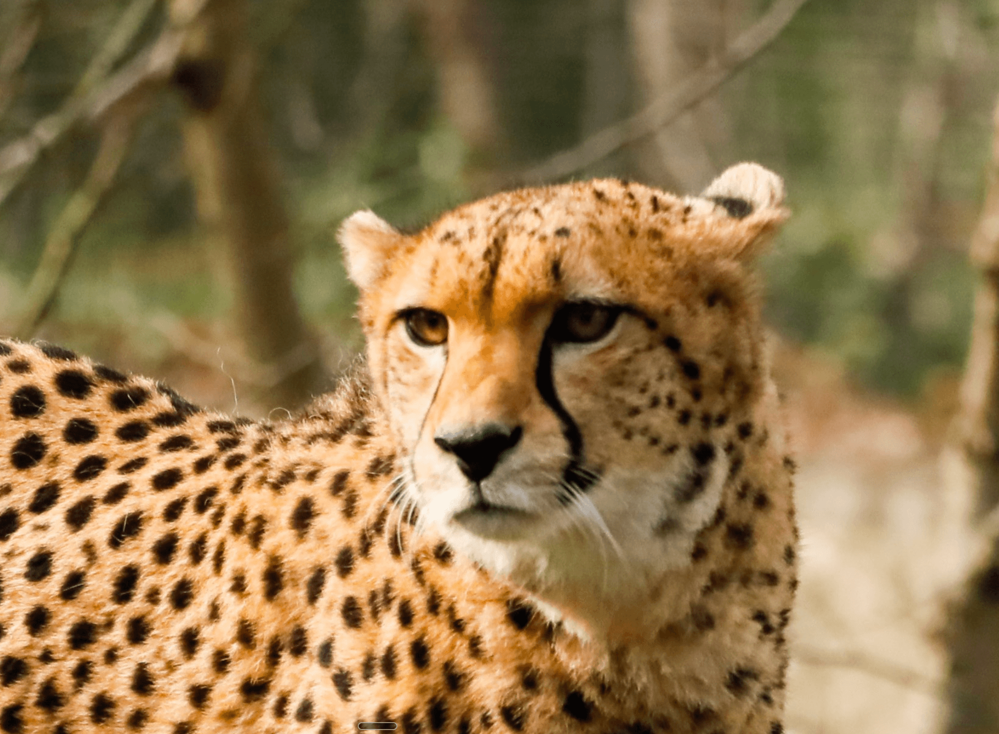 Edinburgh Zoo - Image 3