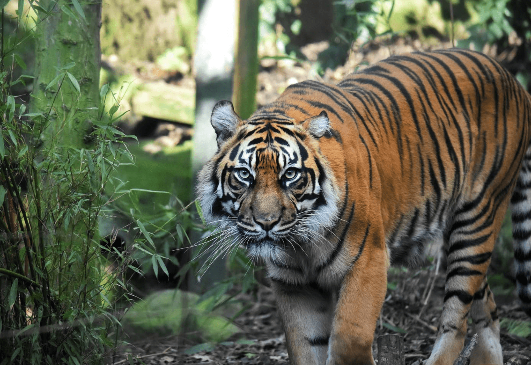 Edinburgh Zoo