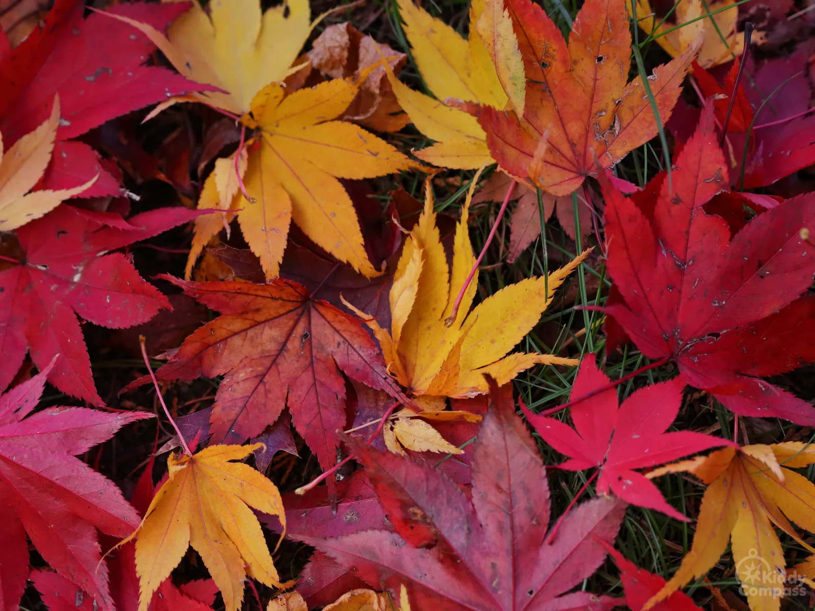 Autumn Explorers