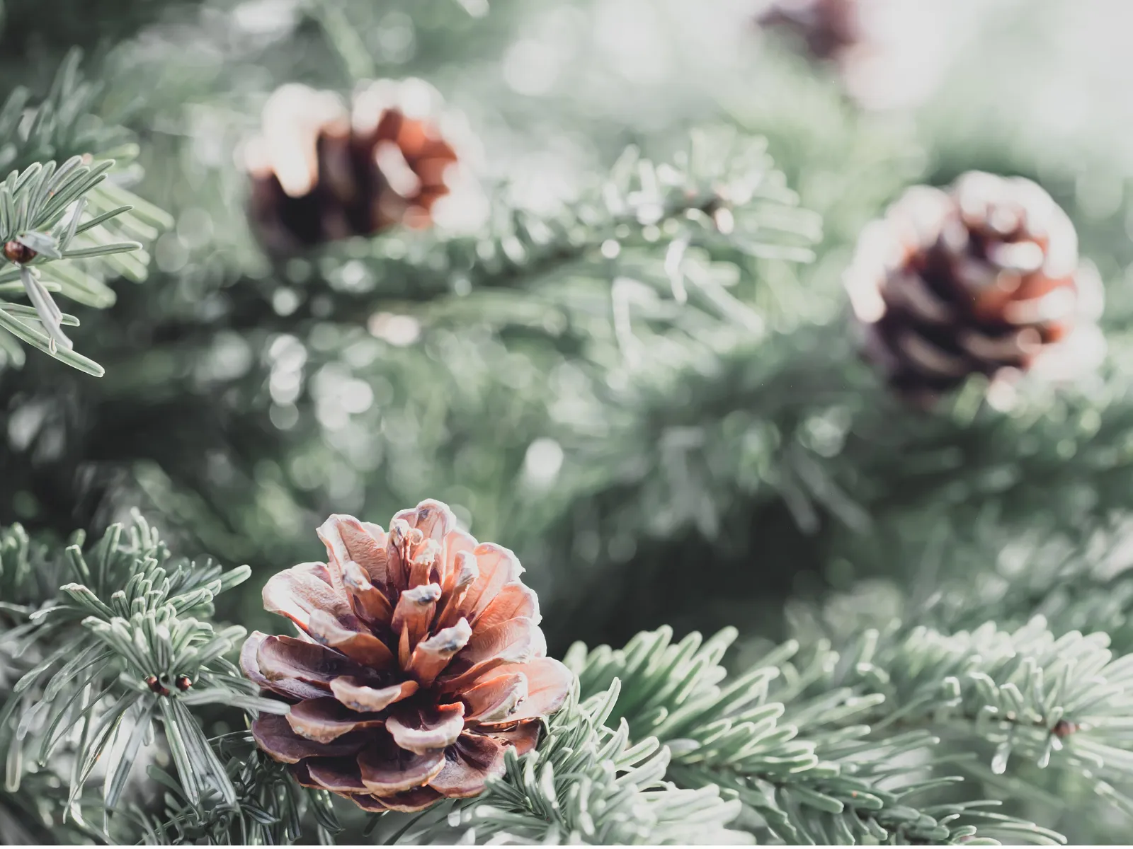 Stories and Snowflakes: A Christmas Storytime and Craft