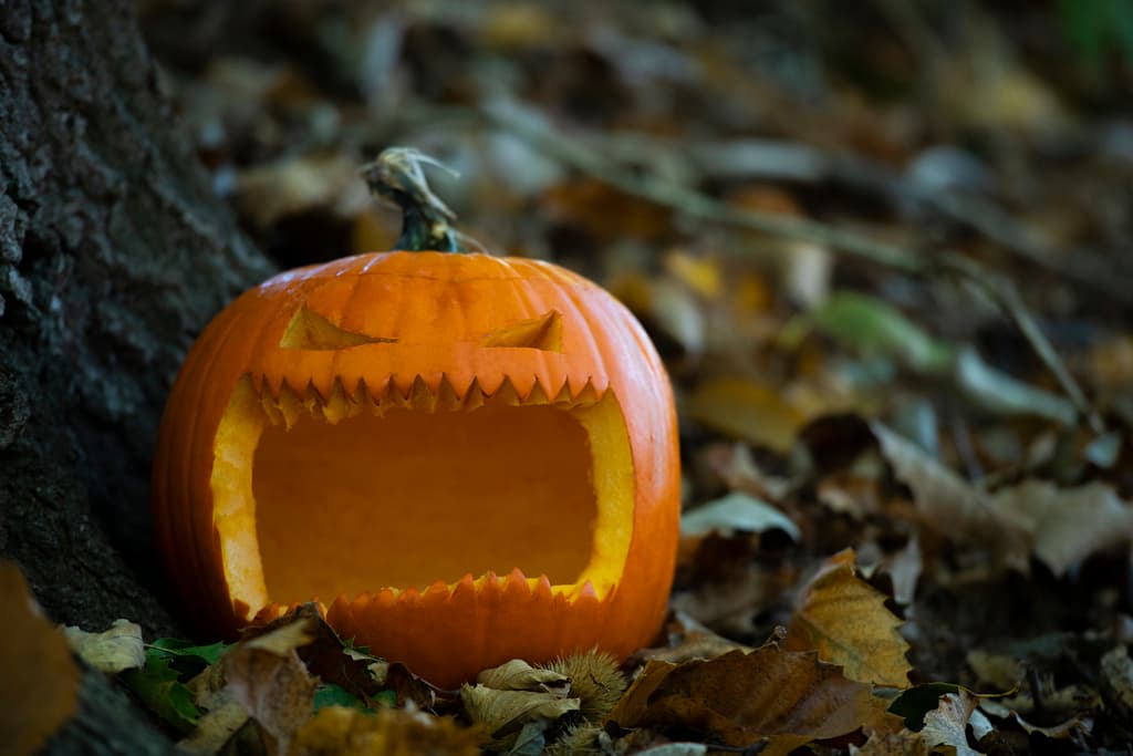 Big Wild Halloween Trail
