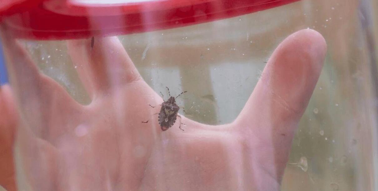Community Family Spider Safari & Bug Hunt– RSPB St Aidan’s