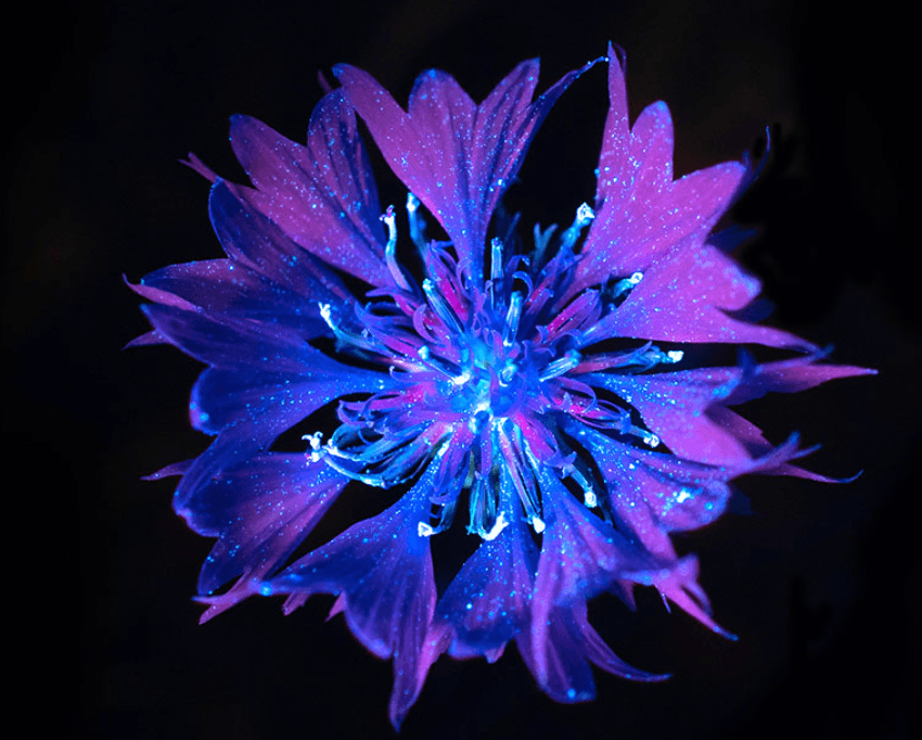 Biofluorescent Night Walk