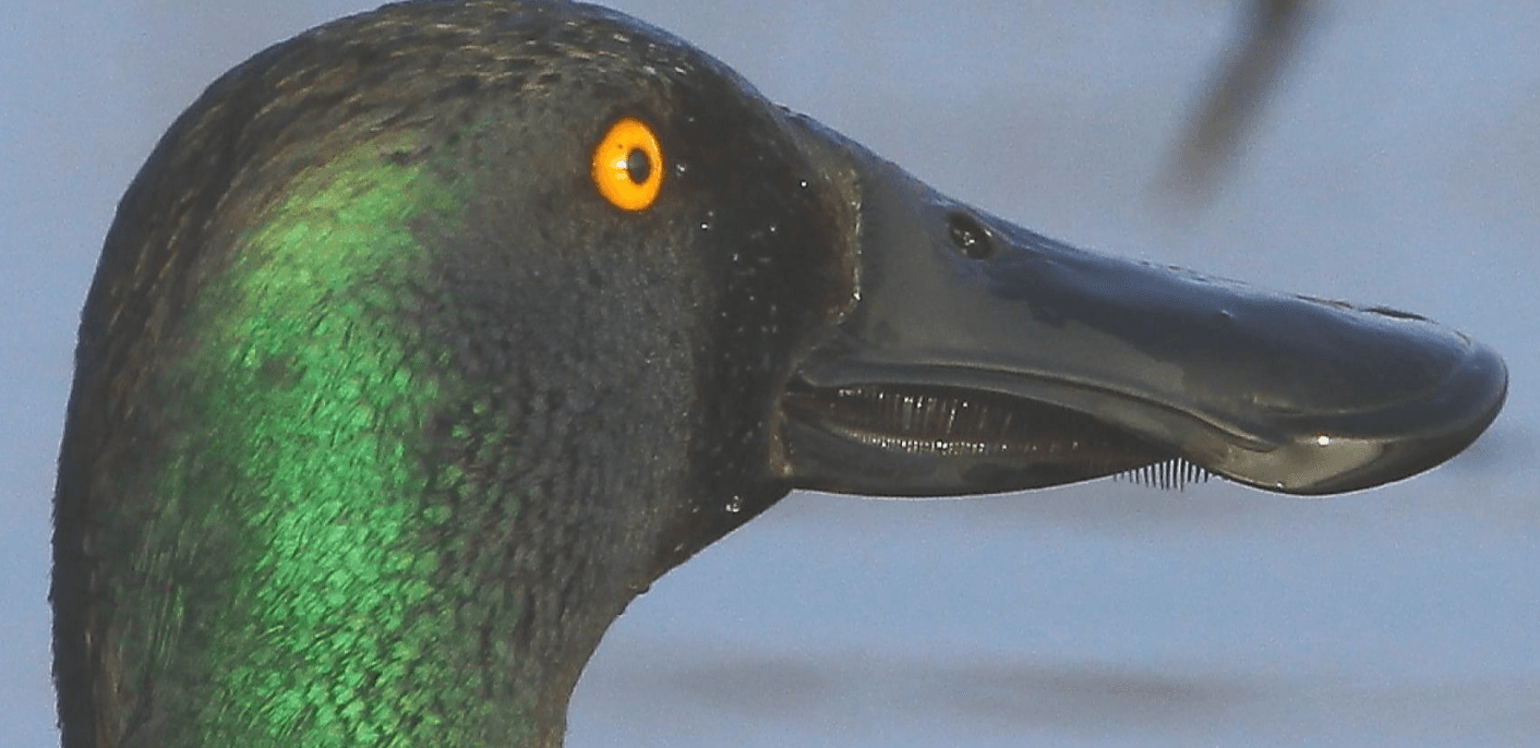 'What the Duck?' and other Winter Wildlife - Guided Walk at RSPB Ham Wall