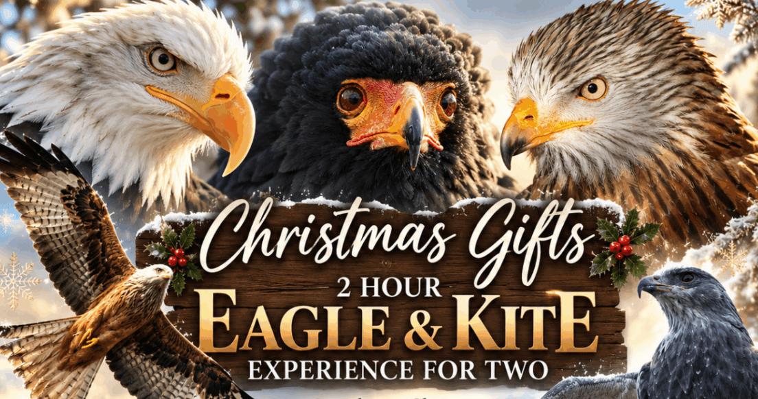 2 Hour Eagle & Kite Experience for Two