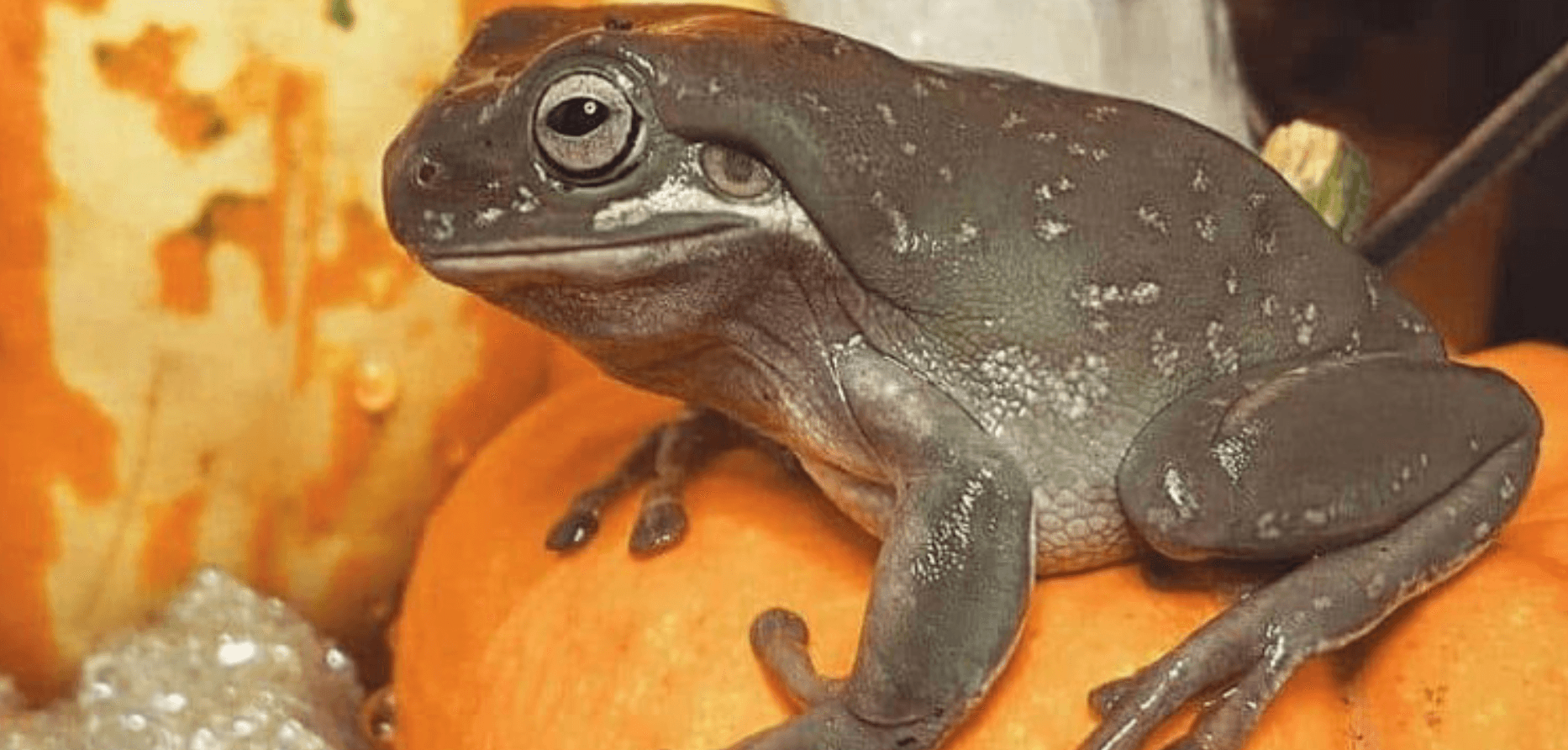 Dispelling animal myths (6+)