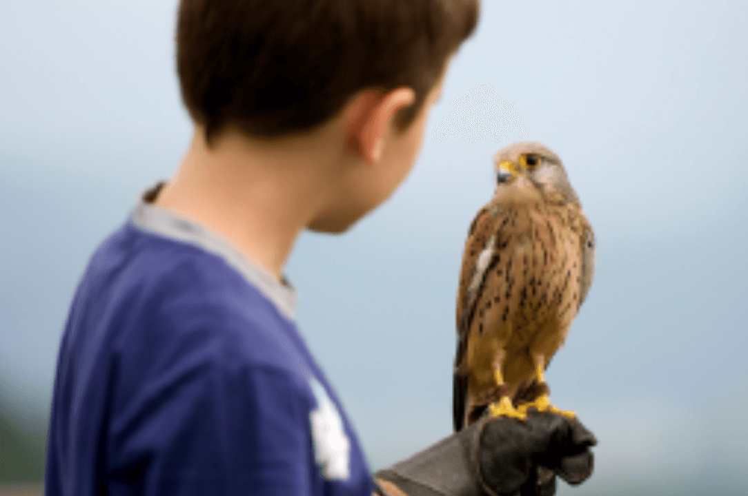 The Young Falconers Club 2027