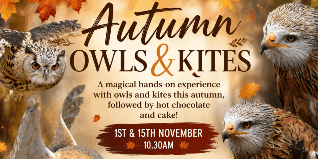 Autumn Owls & Kites