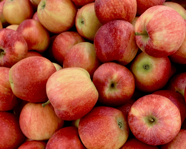 Apple Harvest Weekend at Stowe Gardens