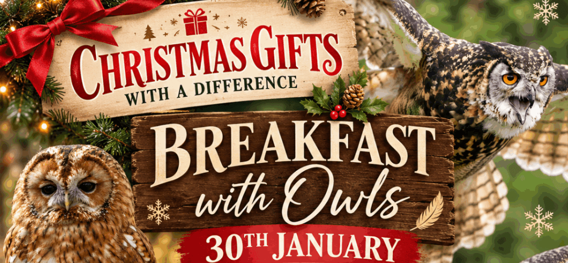 Breakfast with Owls (January)