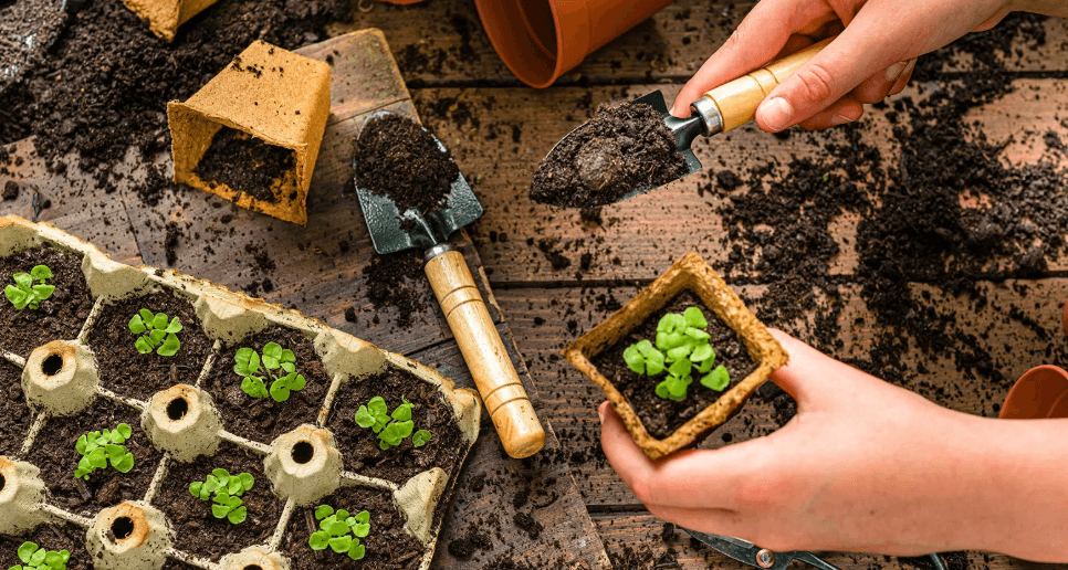 Seedlings Gardening Club