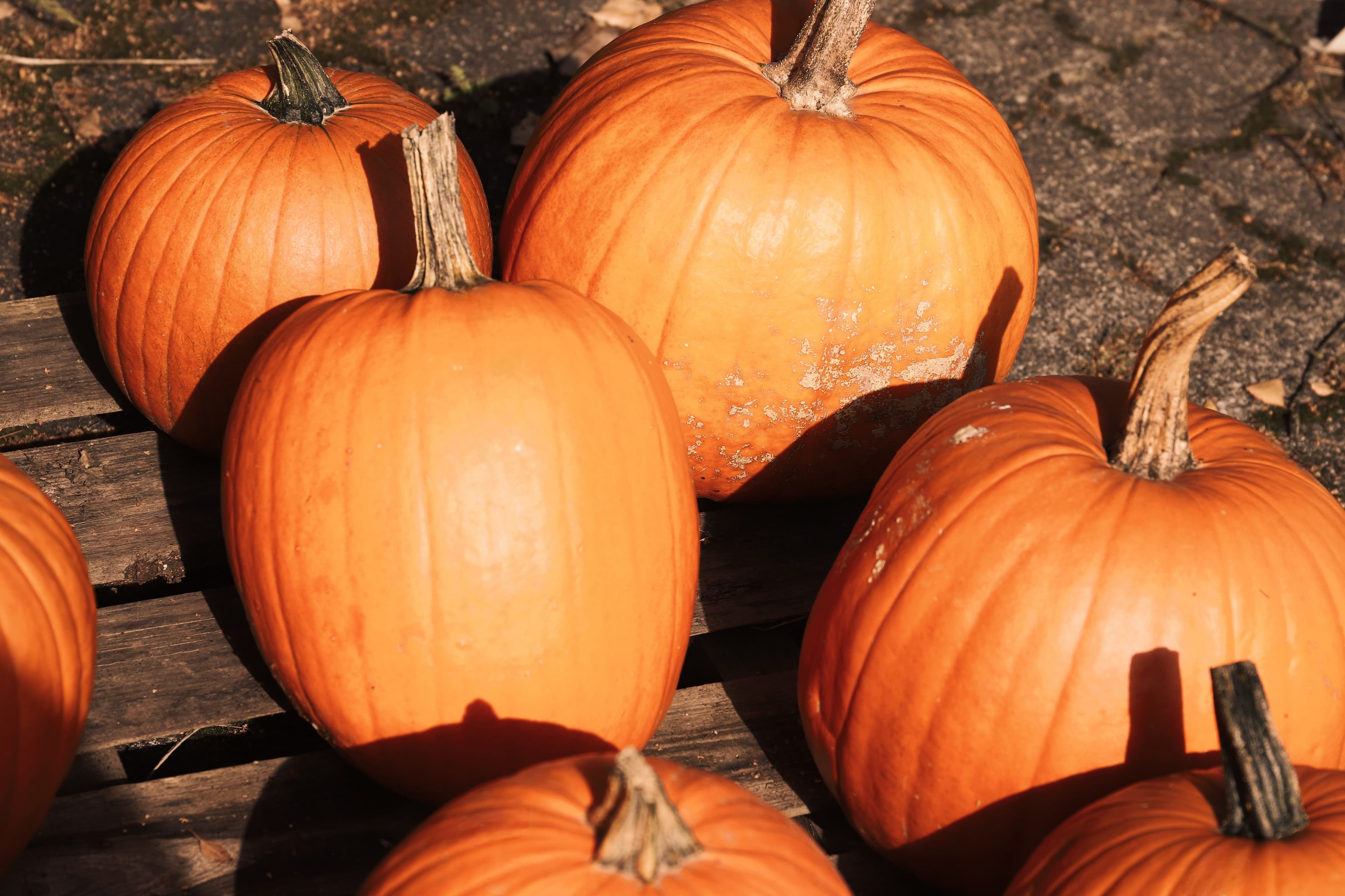 Pumpkin Patch at Rosneath Castle Park
