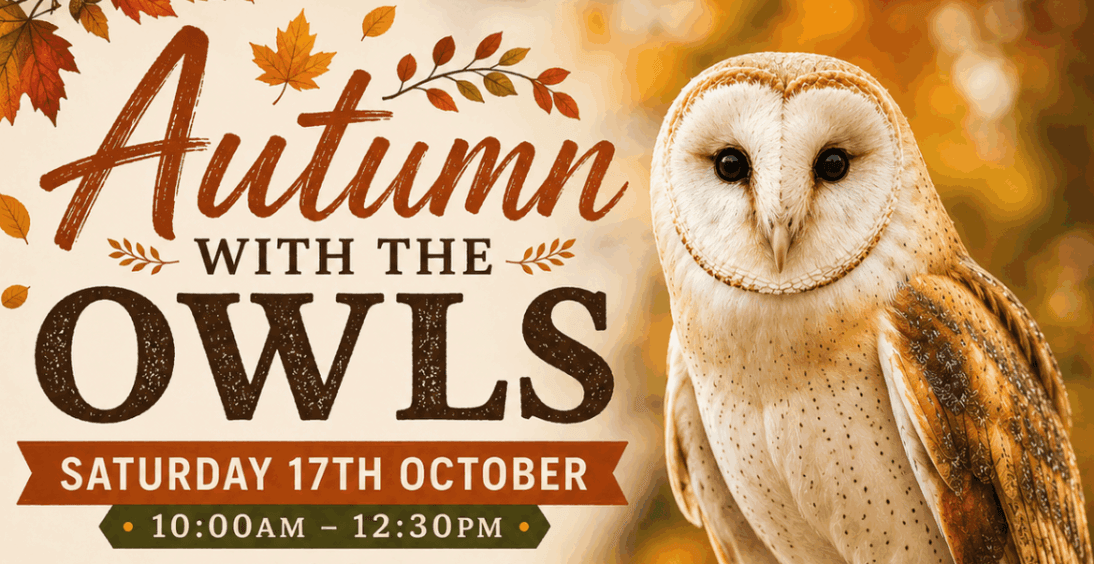 Autumn with the Owls