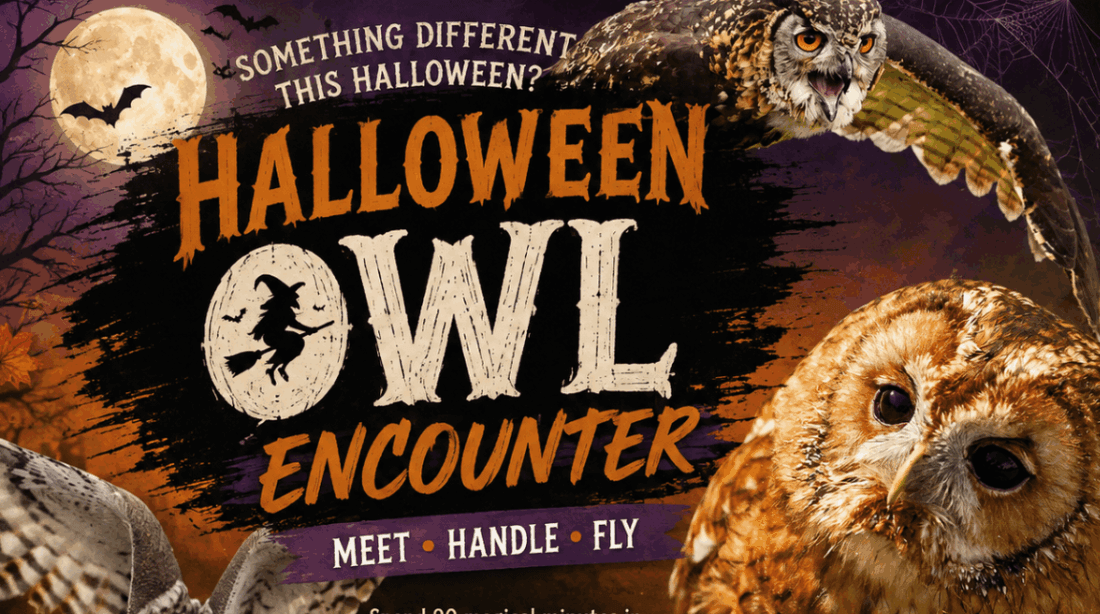 Halloween Owl Encounter